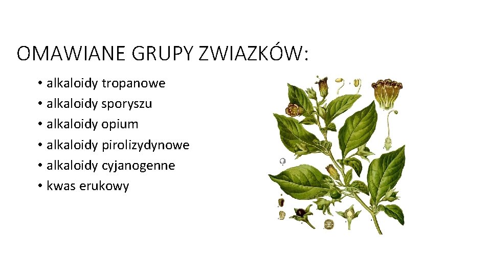 OMAWIANE GRUPY ZWIAZKÓW: • alkaloidy tropanowe • alkaloidy sporyszu • alkaloidy opium • alkaloidy