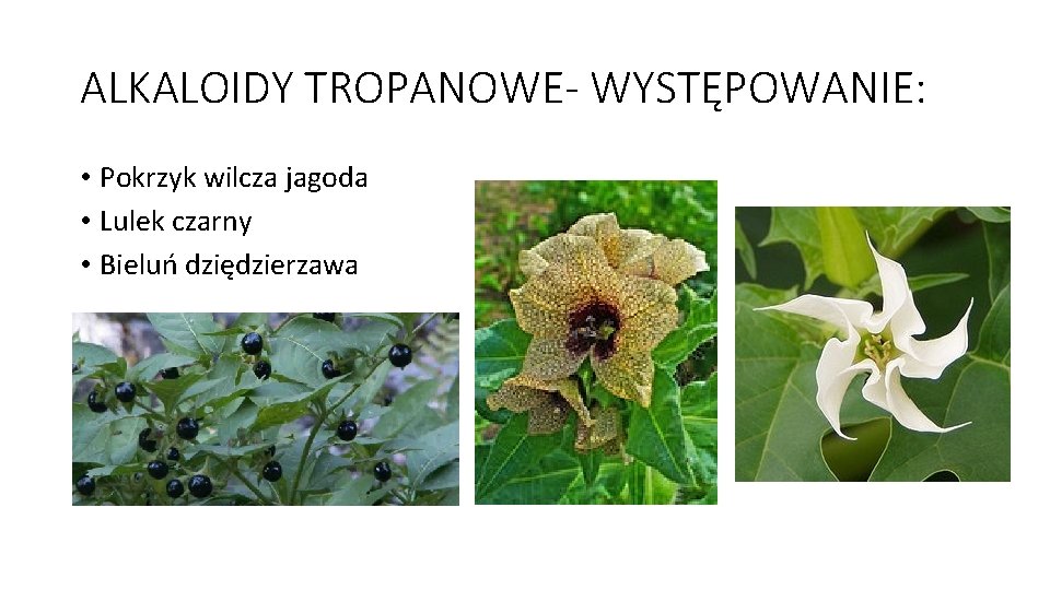 ALKALOIDY TROPANOWE- WYSTĘPOWANIE: • Pokrzyk wilcza jagoda • Lulek czarny • Bieluń dziędzierzawa 