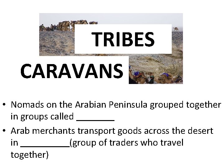 TRIBES CARAVANS • Nomads on the Arabian Peninsula grouped together in groups called •