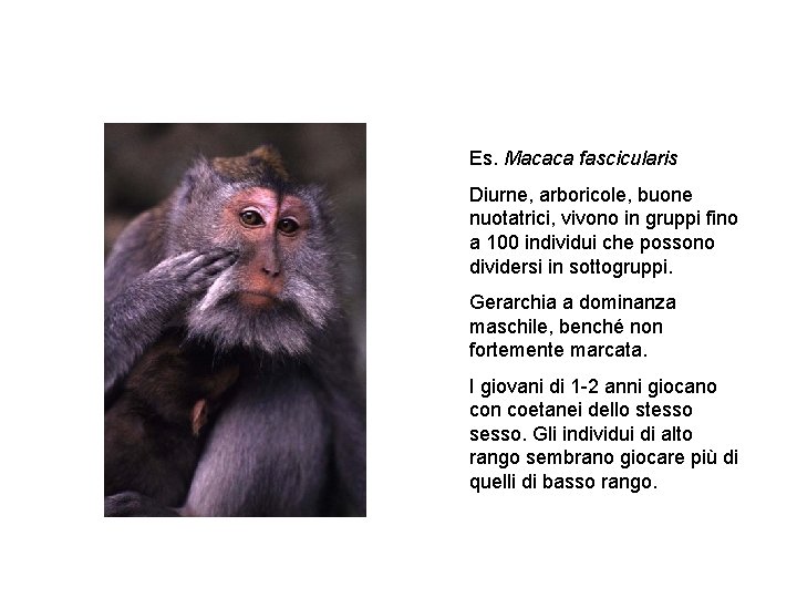 Es. Macaca fascicularis Diurne, arboricole, buone nuotatrici, vivono in gruppi fino a 100 individui