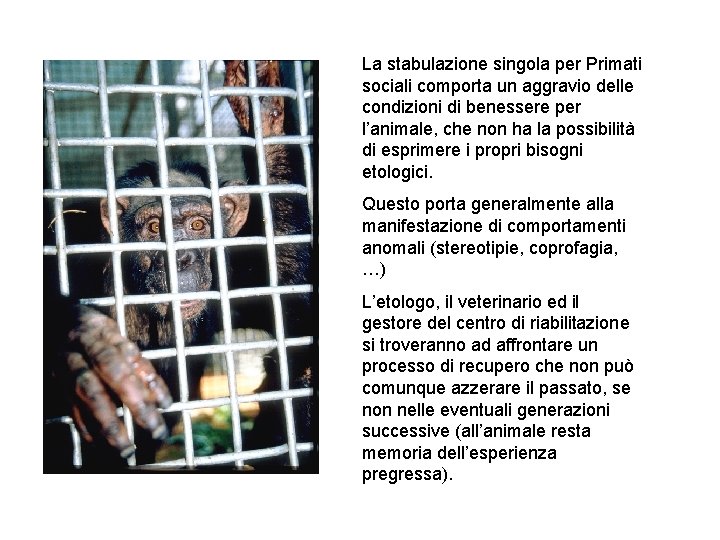 La stabulazione singola per Primati sociali comporta un aggravio delle condizioni di benessere per