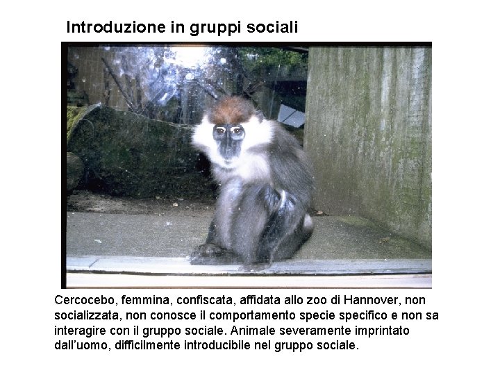 Introduzione in gruppi sociali Cercocebo, femmina, confiscata, affidata allo zoo di Hannover, non socializzata,