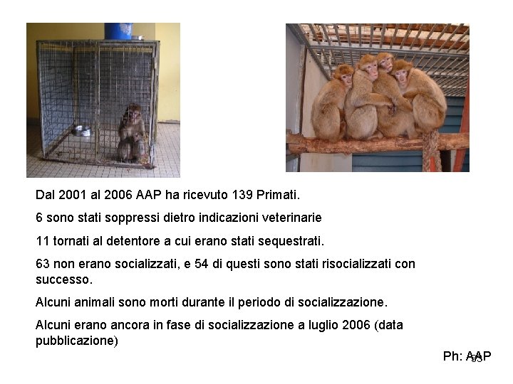 Dal 2001 al 2006 AAP ha ricevuto 139 Primati. 6 sono stati soppressi dietro