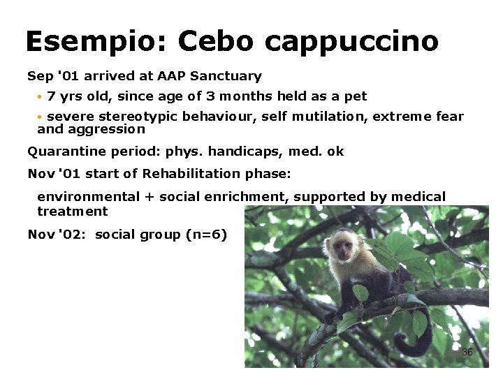 Esempio: Cebo cappuccino Sep '01 arrived at AAP Sanctuary • 7 yrs old, since