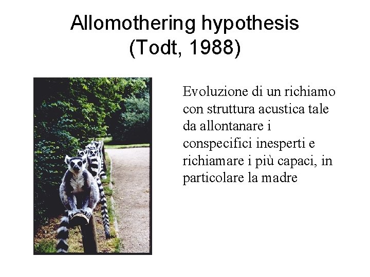 Allomothering hypothesis (Todt, 1988) Evoluzione di un richiamo con struttura acustica tale da allontanare