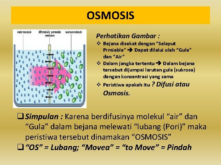 OSMOSIS Perhatikan Gambar : v Bejana disekat dengan “Selaput Prmiable” Dapat dilalui oleh “Gula”