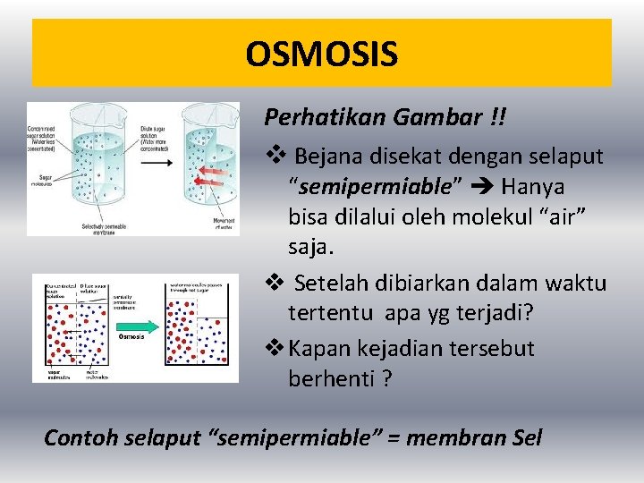 OSMOSIS Perhatikan Gambar !! v Bejana disekat dengan selaput “semipermiable” Hanya bisa dilalui oleh