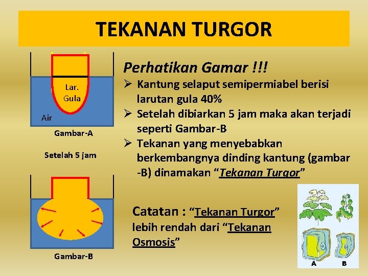 TEKANAN TURGOR Perhatikan Gamar !!! Lar. Gula Air Gambar-A Setelah 5 jam Ø Kantung