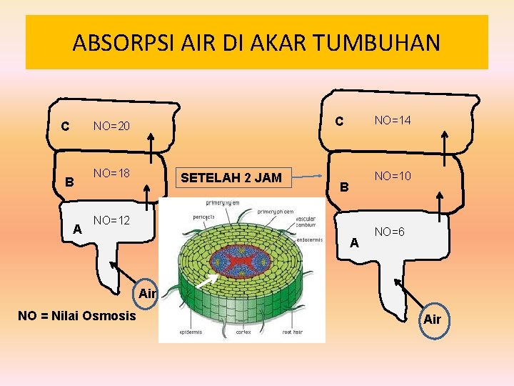 ABSORPSI AIR DI AKAR TUMBUHAN B A NO=14 C NO=20 C NO=18 SETELAH 2