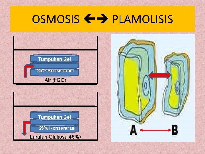 OSMOSIS PLAMOLISIS Tumpukan Sel 25% Konsentrasi Air (H 2 O) Tumpukan Sel 25% Konsentrasi