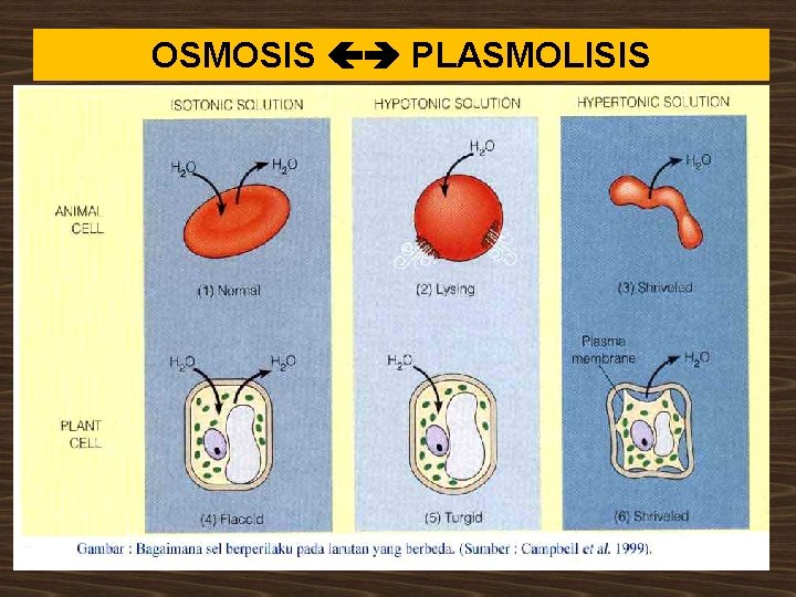 OSMOSIS PLASMOLISIS 