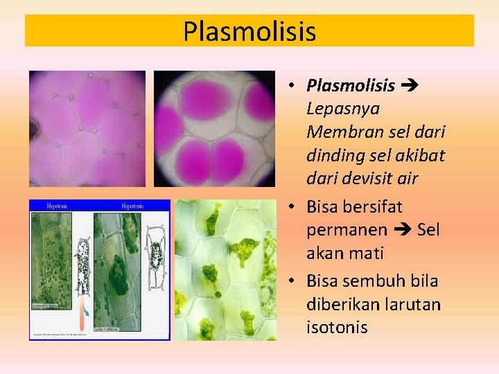 Plasmolisis • Plasmolisis Lepasnya Membran sel dari dinding sel akibat dari devisit air •