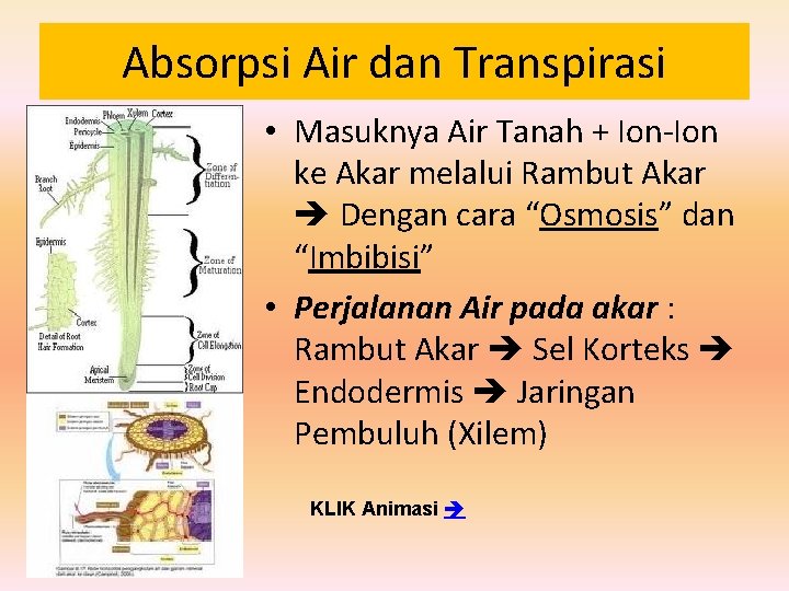 Absorpsi Air dan Transpirasi • Masuknya Air Tanah + Ion-Ion ke Akar melalui Rambut