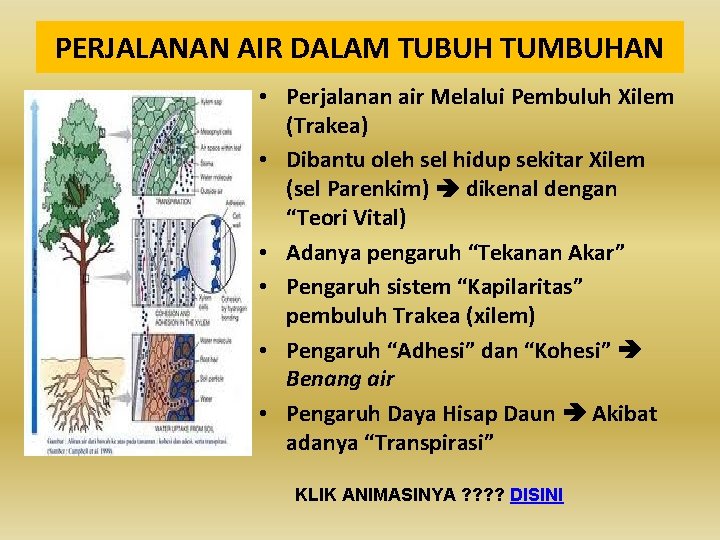 PERJALANAN AIR DALAM TUBUH TUMBUHAN • Perjalanan air Melalui Pembuluh Xilem (Trakea) • Dibantu