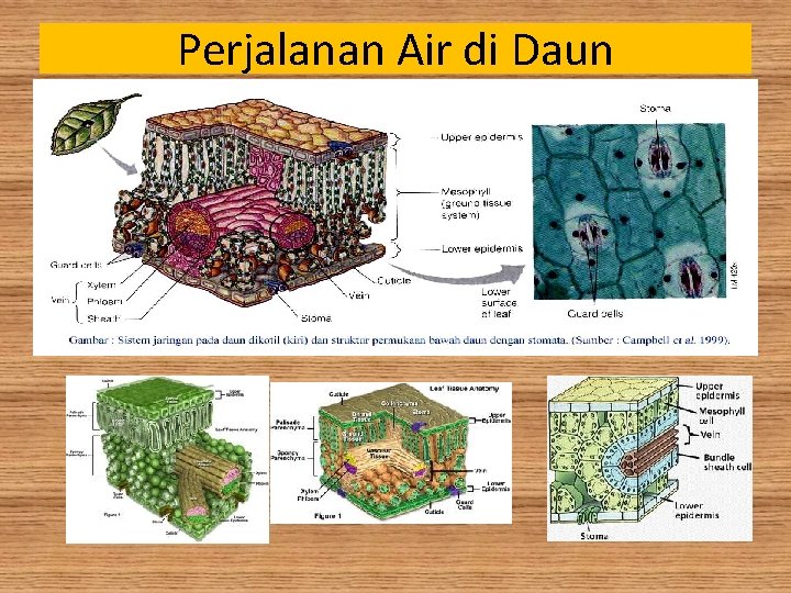 Perjalanan Air di Daun 