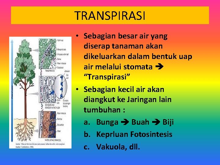 TRANSPIRASI • Sebagian besar air yang diserap tanaman akan dikeluarkan dalam bentuk uap air