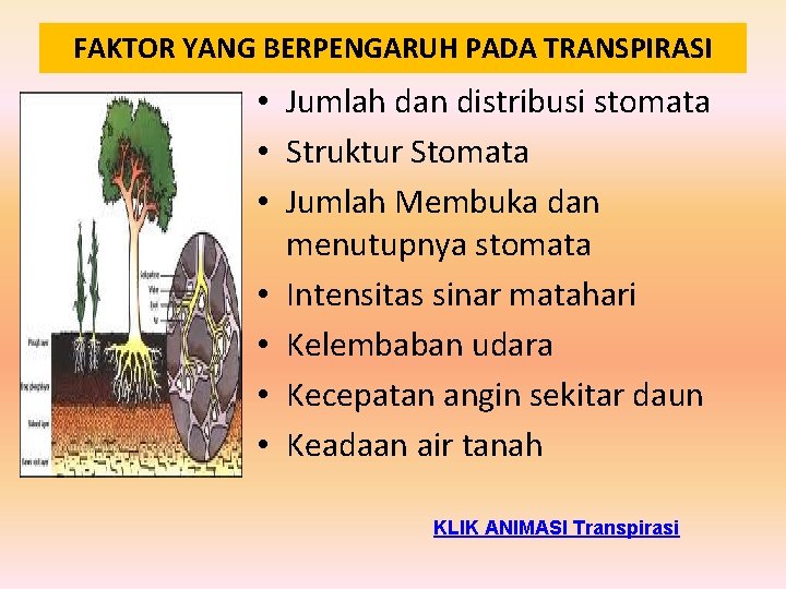 FAKTOR YANG BERPENGARUH PADA TRANSPIRASI • Jumlah dan distribusi stomata • Struktur Stomata •