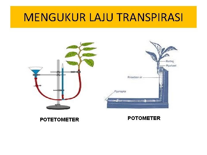 MENGUKUR LAJU TRANSPIRASI POTETOMETER POTOMETER 