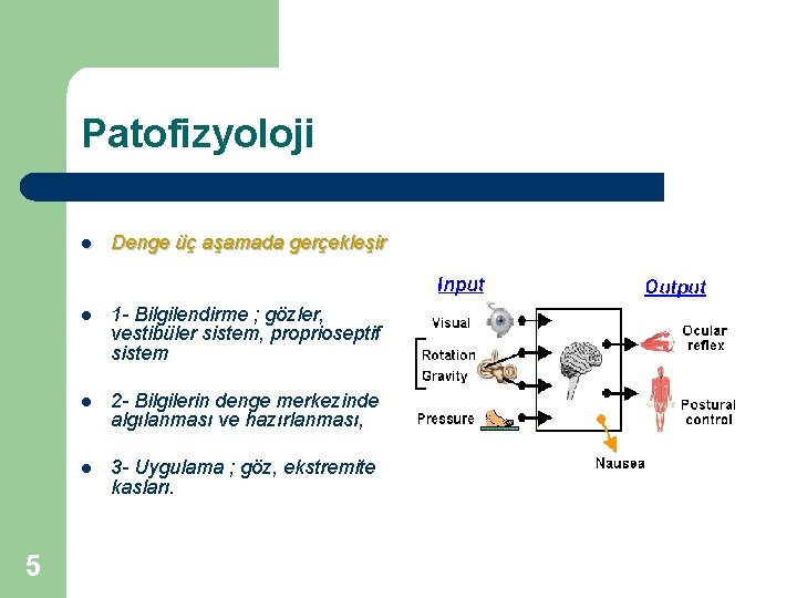 Patofizyoloji 5 l Denge üç aşamada gerçekleşir l 1 - Bilgilendirme ; gözler, vestibüler