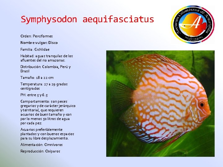 Symphysodon aequifasciatus Orden: Perciformes Nombre vulgar: Disco Familia: Cichlidae Habitad: aguas tranquilas de los