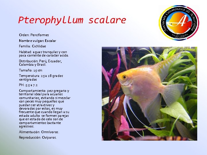 Pterophyllum scalare Orden: Perciformes Nombre vulgar: Escalar Familia: Cichlidae Habitad: aguas tranquilas y con