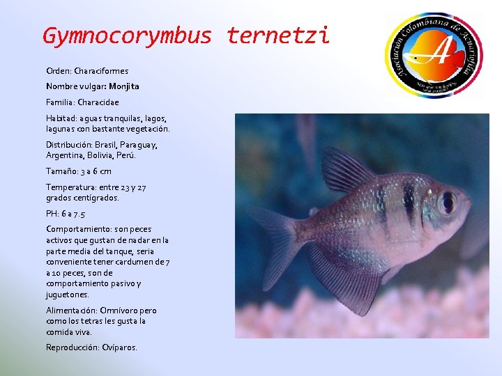 Gymnocorymbus ternetzi Orden: Characiformes Nombre vulgar: Monjita Familia: Characidae Habitad: aguas tranquilas, lagos, lagunas