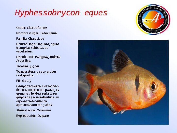 Hyphessobrycon eques Orden: Characiformes Nombre vulgar: Tetra llama Familia: Characidae Habitad: lagos, lagunas, aguas