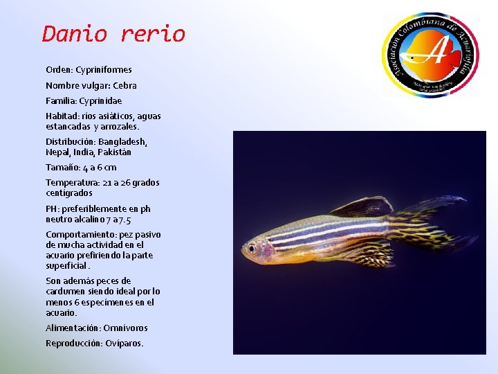 Danio rerio Orden: Cypriniformes Nombre vulgar: Cebra Familia: Cyprinidae Habitad: ríos asiáticos, aguas estancadas