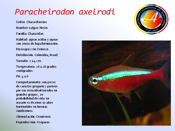 Paracheirodon axelrodi Orden: Characiformes Nombre vulgar: Neón Familia: Characidae Habitad: aguas acidas y aguas