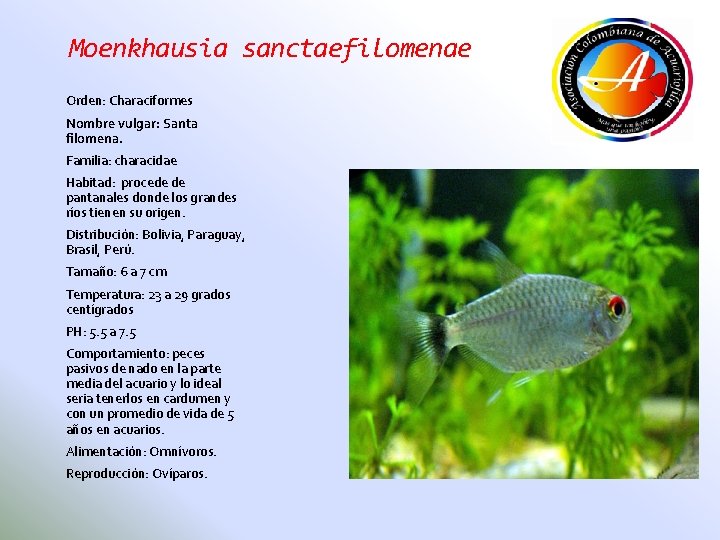 Moenkhausia sanctaefilomenae Orden: Characiformes Nombre vulgar: Santa filomena. Familia: characidae Habitad: procede de pantanales