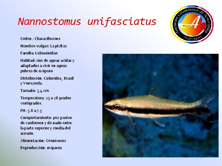 Nannostomus unifasciatus Orden : Characiformes Nombre vulgar: Lapicitos Familia: Lebiasinidae Habitad: ríos de aguas