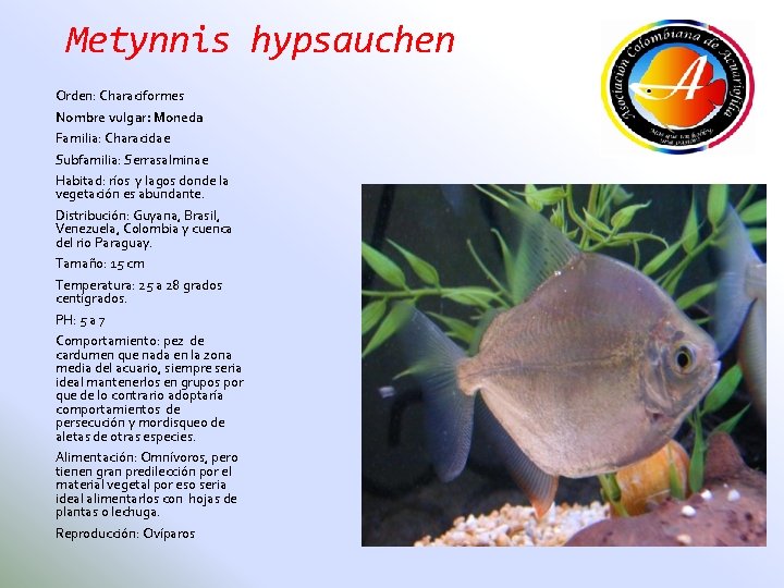 Metynnis hypsauchen Orden: Characiformes Nombre vulgar: Moneda Familia: Characidae Subfamilia: Serrasalminae Habitad: ríos y