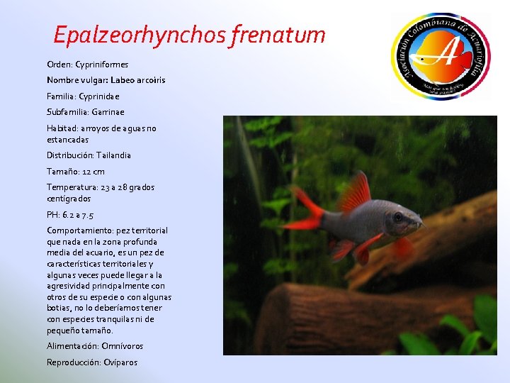 Epalzeorhynchos frenatum Orden: Cypriniformes Nombre vulgar: Labeo arcoíris Familia: Cyprinidae Subfamilia: Garrinae Habitad: arroyos