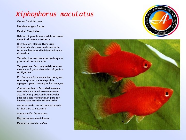 Xiphophorus maculatus Orden: Cypriniformes Nombre vulgar: Platys Familia: Poeciliidae Habitad: Aguas dulces y salobres