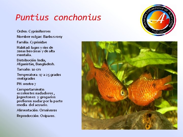 Puntius conchonius Orden: Cypriniformes Nombre vulgar: Barbus rosy Familia: Cyprinidae Habitad: lagos y ríos