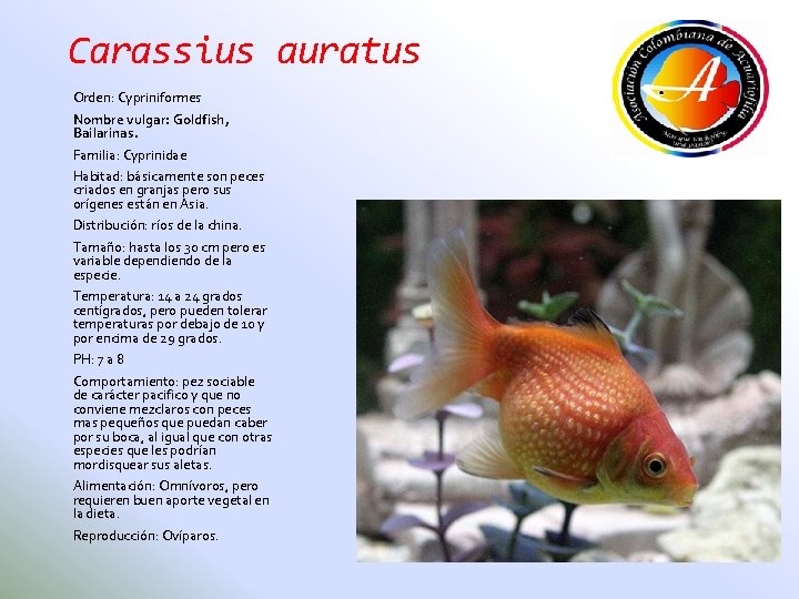 Carassius auratus Orden: Cypriniformes Nombre vulgar: Goldfish, Bailarinas. Familia: Cyprinidae Habitad: básicamente son peces