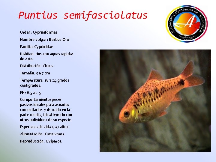 Puntius semifasciolatus Orden: Cypriniformes Nombre vulgar: Barbus Oro Familia: Cyprinidae Habitad: ríos con aguas