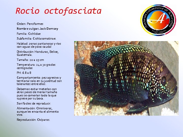 Rocio octofasciata Orden: Perciformes Nombre vulgar: Jack Demsey Familia: Cichlidae Subfamilia: Cichlasomatinae. Habitad: zonas