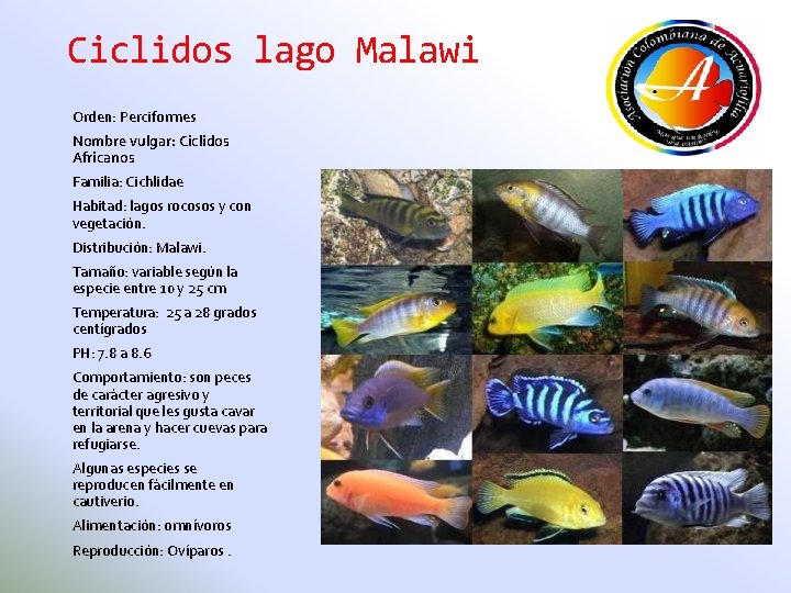 Ciclidos lago Malawi Orden: Perciformes Nombre vulgar: Ciclidos Africanos Familia: Cichlidae Habitad: lagos rocosos