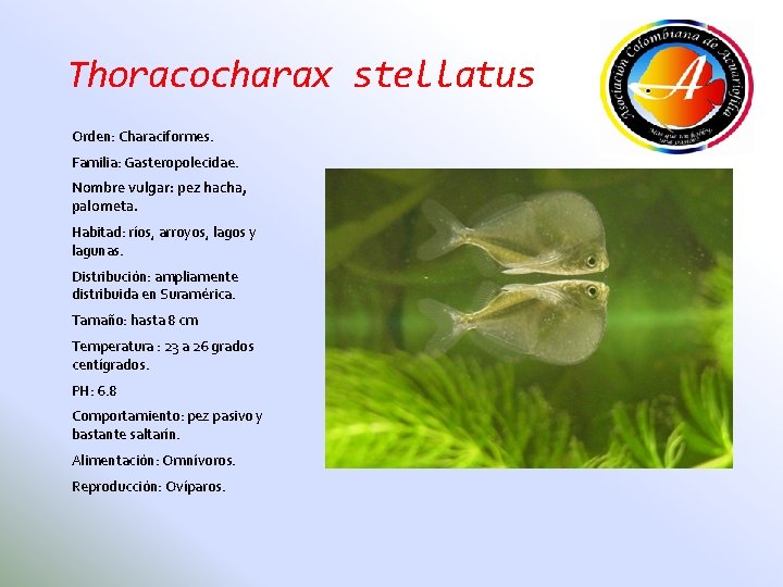 Thoracocharax stellatus Orden: Characiformes. Familia: Gasteropolecidae. Nombre vulgar: pez hacha, palometa. Habitad: ríos, arroyos,