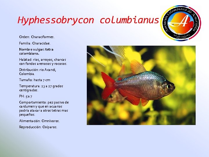 Hyphessobrycon columbianus Orden: Characiformes. Familia: Characidae. Nombre vulgar: tetra colombiano. Habitad: ríos, arroyos, charcas