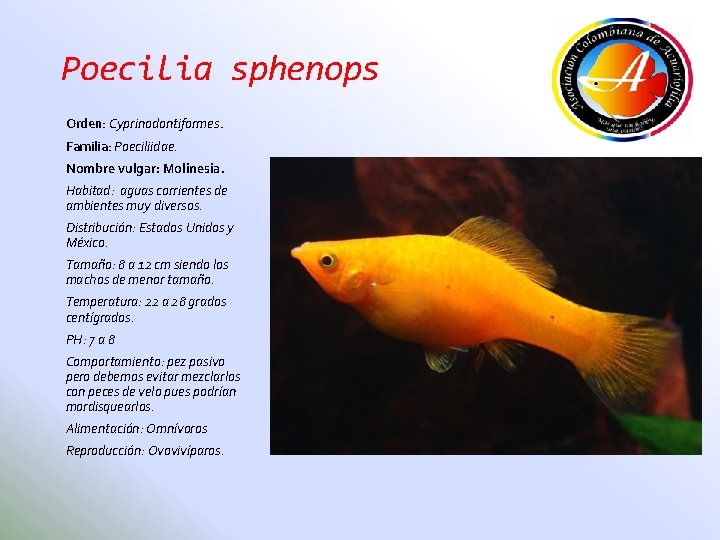 Poecilia sphenops Orden: Cyprinodontiformes. Familia: Poeciliidae. Nombre vulgar: Molinesia. Habitad: aguas corrientes de ambientes