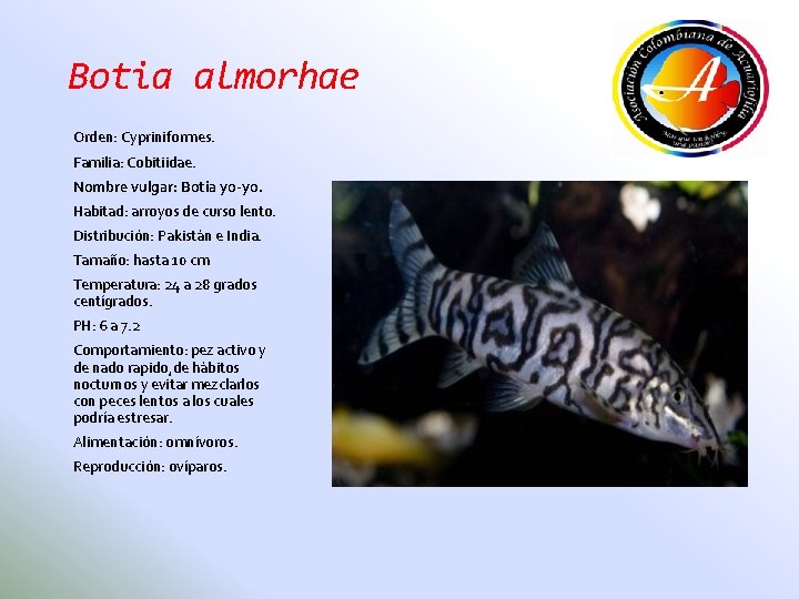 Botia almorhae Orden: Cypriniformes. Familia: Cobitiidae. Nombre vulgar: Botia yo-yo. Habitad: arroyos de curso