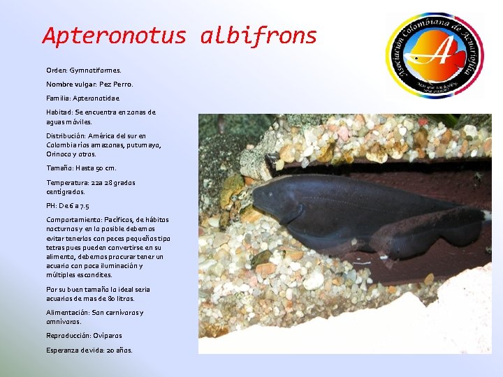 Apteronotus albifrons Orden: Gymnotiformes. Nombre vulgar: Pez Perro. Familia: Apteronotidae Habitad: Se encuentra en