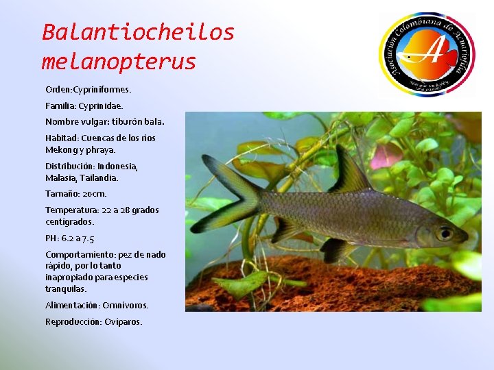 Balantiocheilos melanopterus Orden: Cypriniformes. Familia: Cyprinidae. Nombre vulgar: tiburón bala. Habitad: Cuencas de los