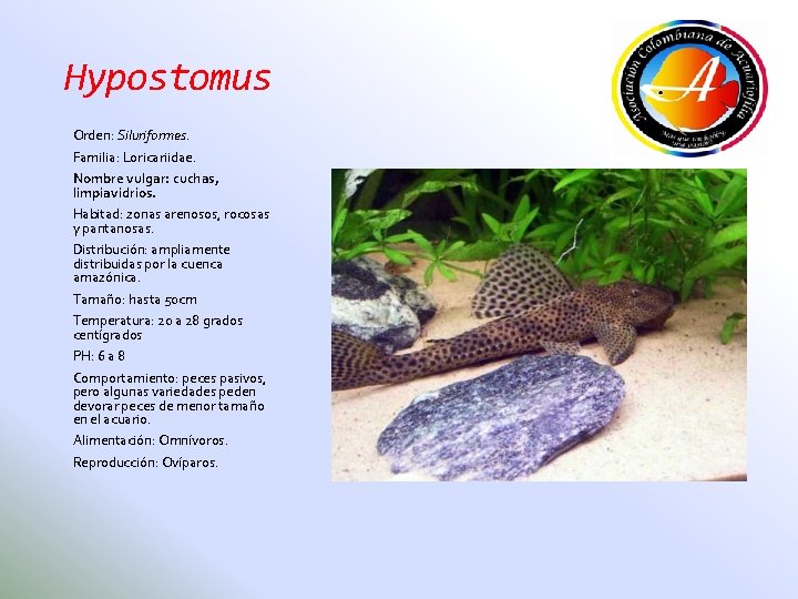 Hypostomus Orden: Siluriformes. Familia: Loricariidae. Nombre vulgar: cuchas, limpiavidrios. Habitad: zonas arenosos, rocosas y