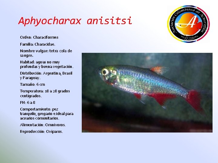 Aphyocharax anisitsi Orden: Characiformes Familia: Characidae. Nombre vulgar: tetra cola de sangre. Habitad: aguas