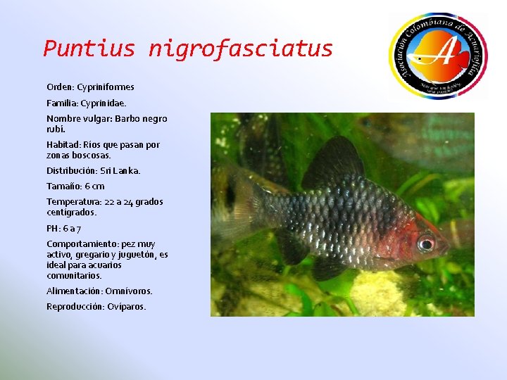 Puntius nigrofasciatus Orden: Cypriniformes Familia: Cyprinidae. Nombre vulgar: Barbo negro rubí. Habitad: Ríos que