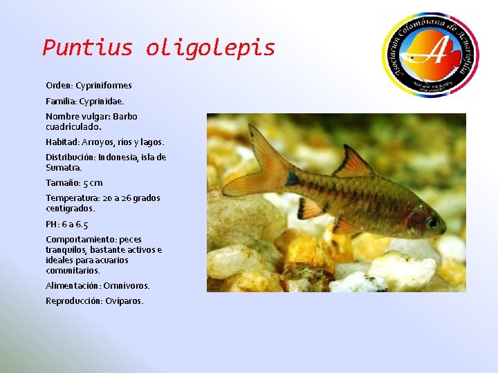 Puntius oligolepis Orden: Cypriniformes Familia: Cyprinidae. Nombre vulgar: Barbo cuadriculado. Habitad: Arroyos, ríos y