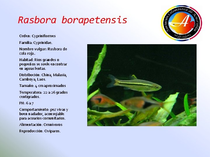 Rasborapetensis Orden: Cypriniformes Familia: Cyprinidae. Nombre vulgar: Rasbora de cola roja. Habitad: Ríos grandes